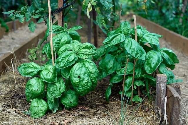 Basil companion plants to grow