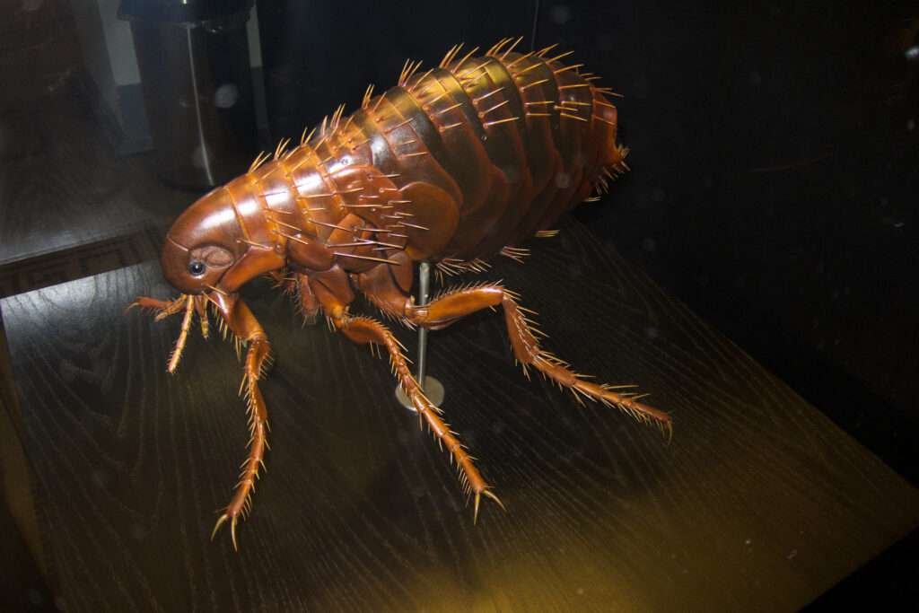 Home remedies to get rid of fleas