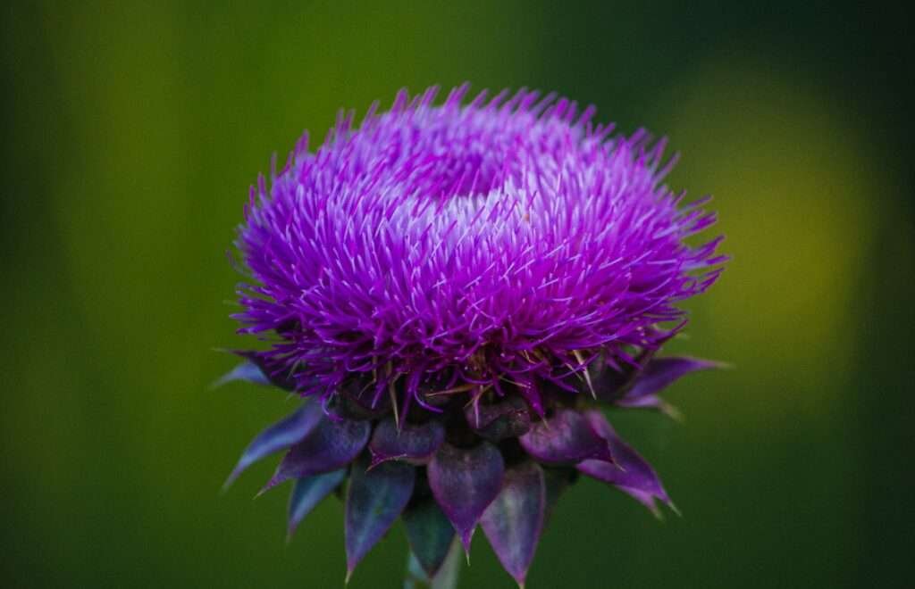 Milk Thistle for Dogs