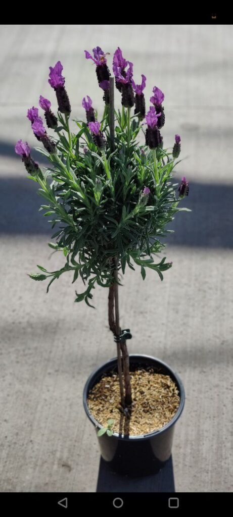 Lavender Tree