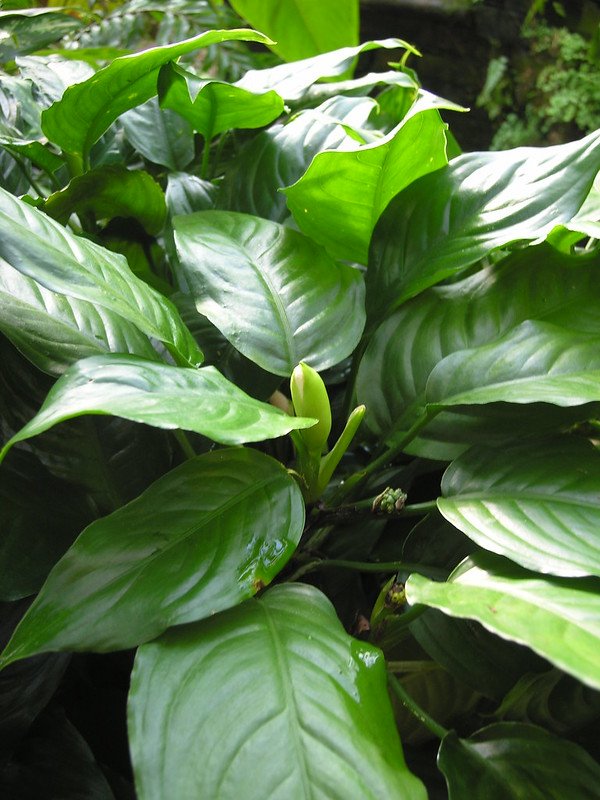 Chinese evergreen