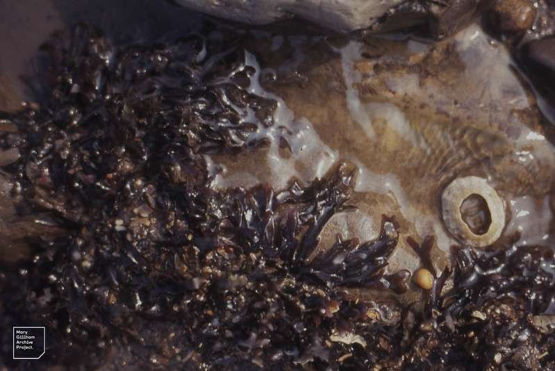 Organic sea moss