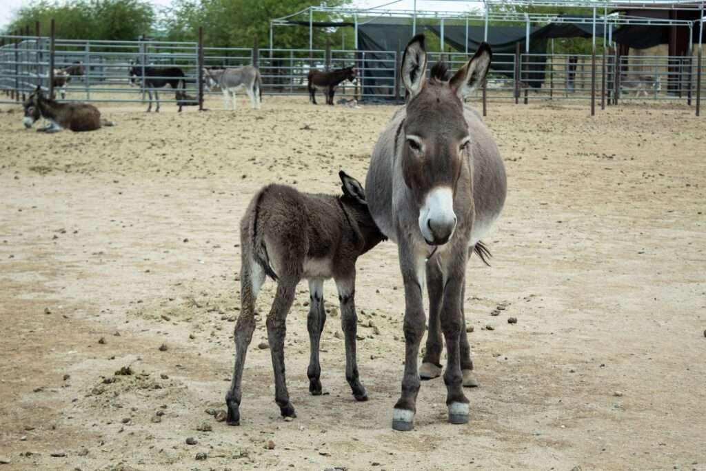 Donkey Milk