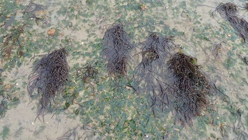 Gracilaria