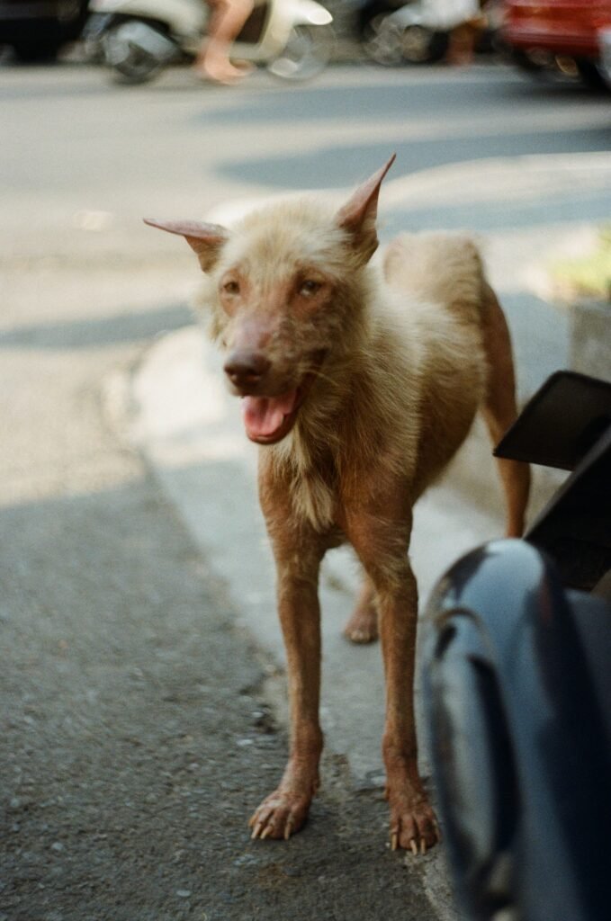 Hiar loss in dogs