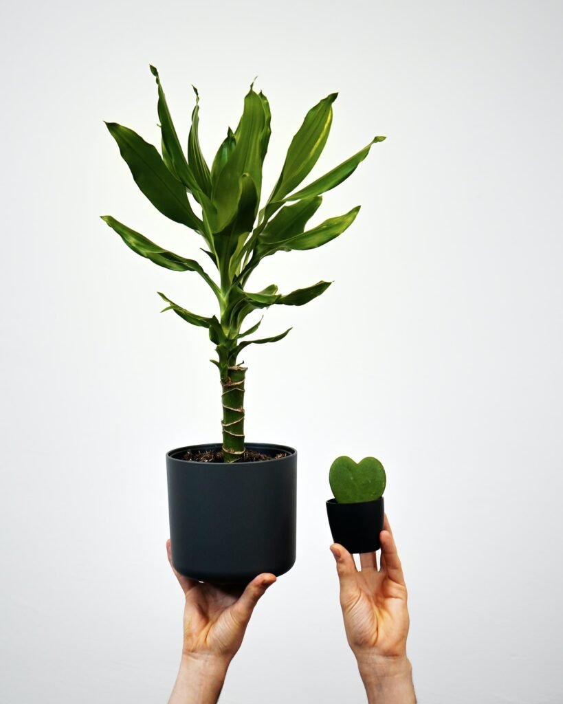 Indoor Plants for Oxygen