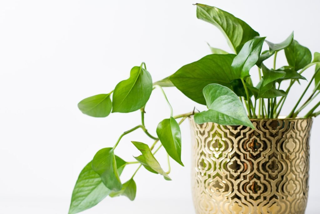 Indoor Plants for Oxygen