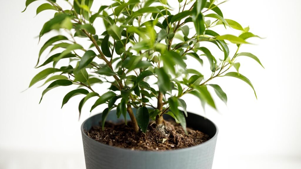 Indoor Plants for Oxygen