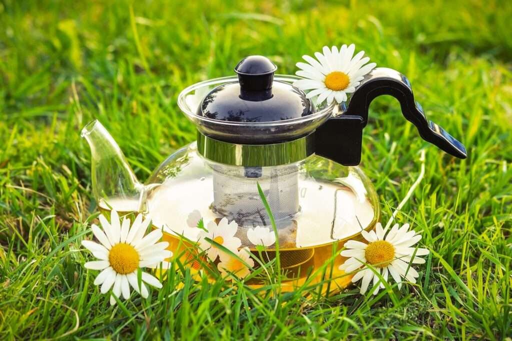 Wild Chamomile