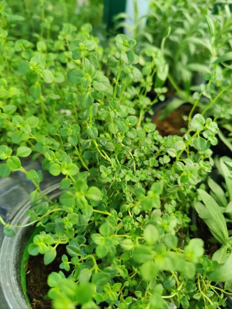 Honey Thyme