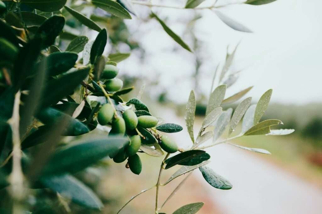 Zaitoon Oil