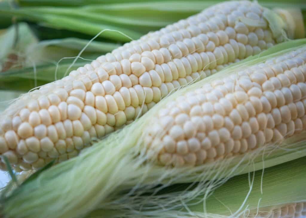 Corn Juice