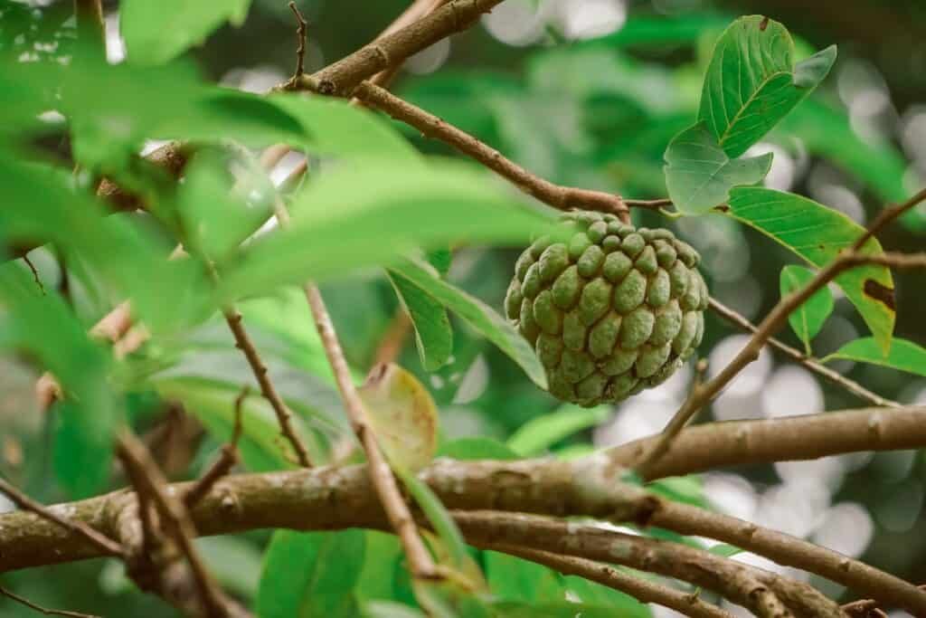 Custard apple 
