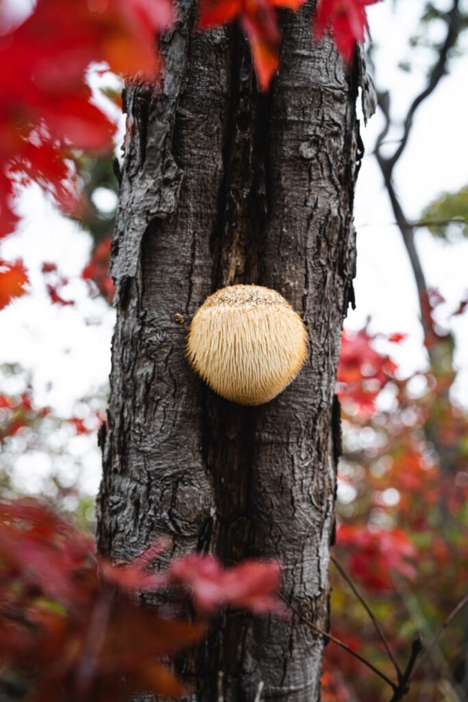 Adaptogenic mushrooms