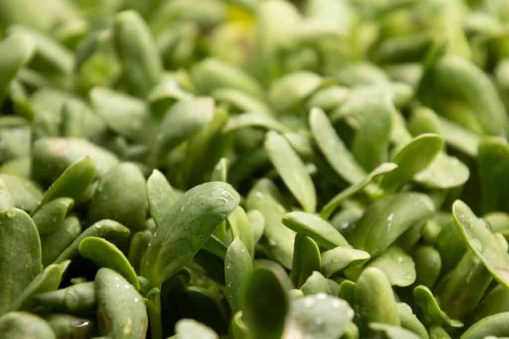 fenugreek for hair growth