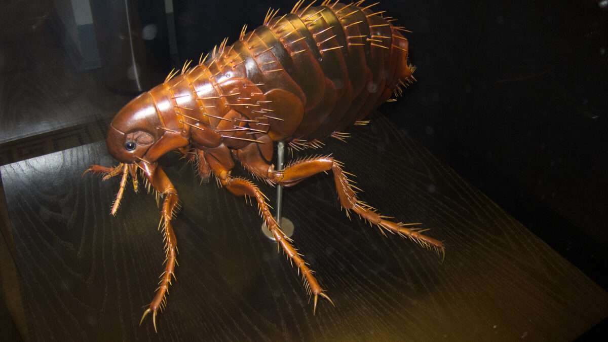 Powerful Home Remedies to Rid Your Home of Fleas