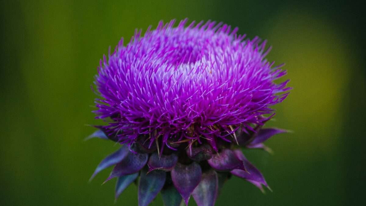 The Amazing Milk Thistle for Dogs