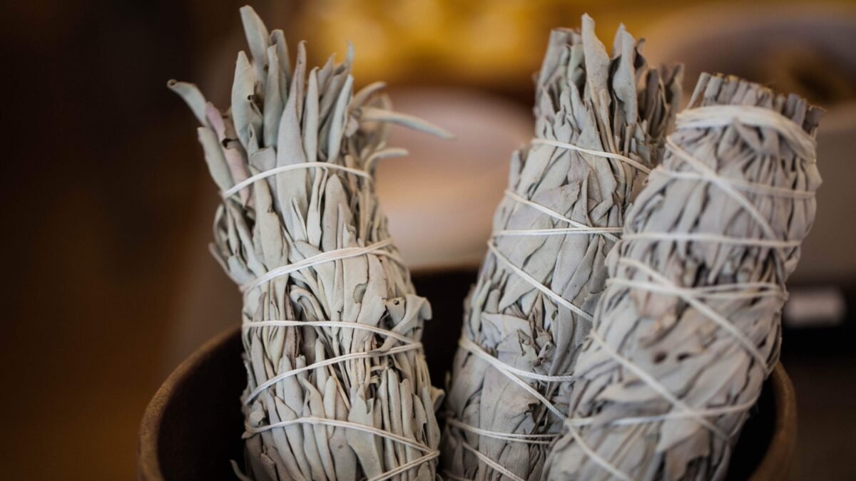 White Sage plant(Salvia Apiana)