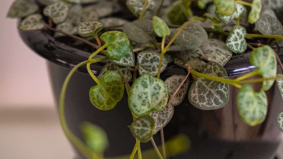 Ceropegia Woodii: A Comprehensive Guide