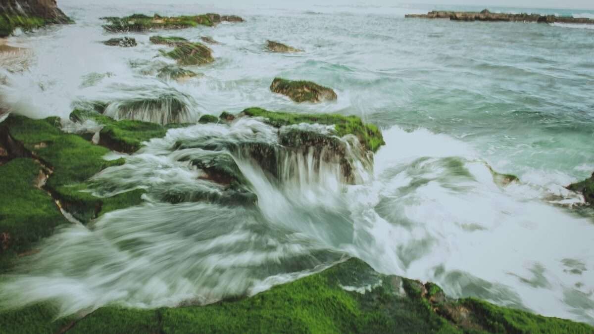 Organic Sea Moss