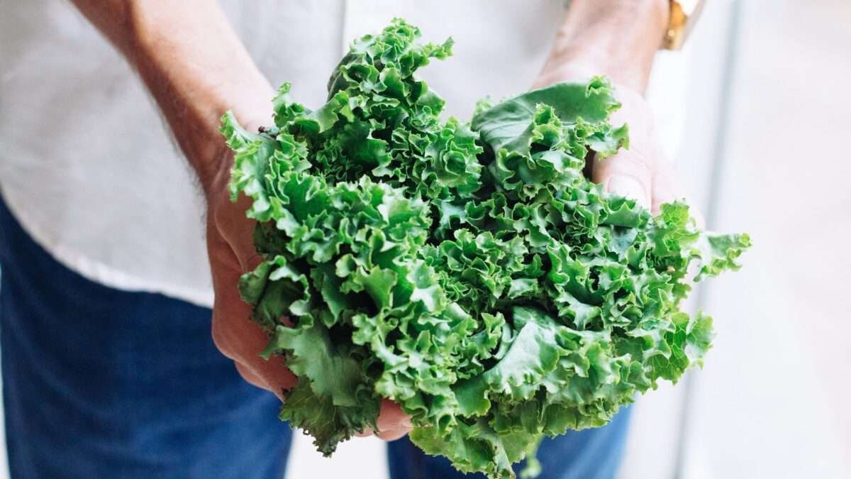 Purple Kale or Green Kale