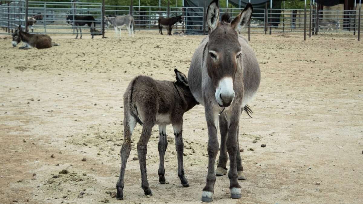 Donkey Milk, A natural Elixir