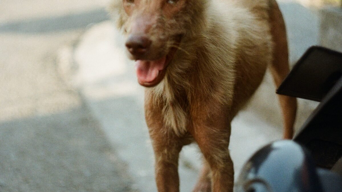 Unlocking the Secrets: Remedies for Promoting Hair Growth in Dogs