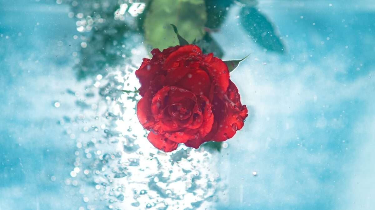 Rose Water for Hair