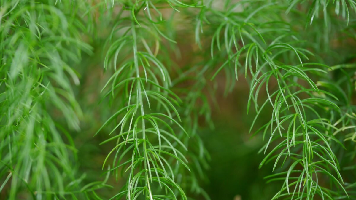 10 Proven Shatavari Benefits