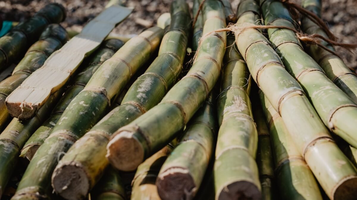 Sugar Cane Alcohol