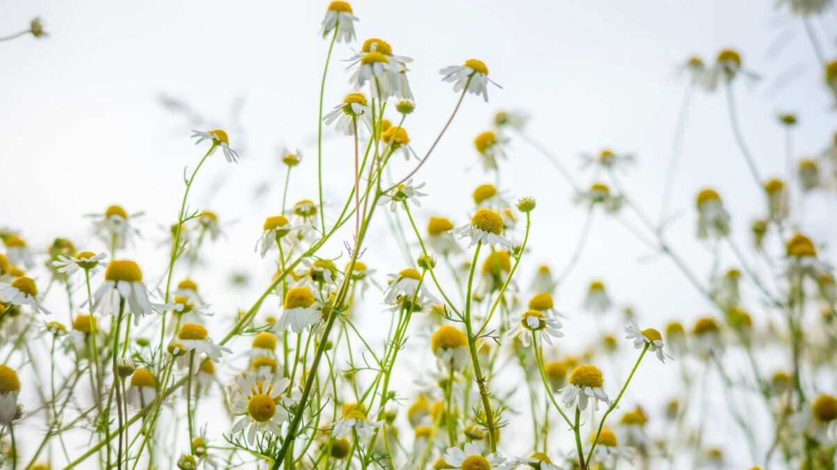 Wild Chamomile