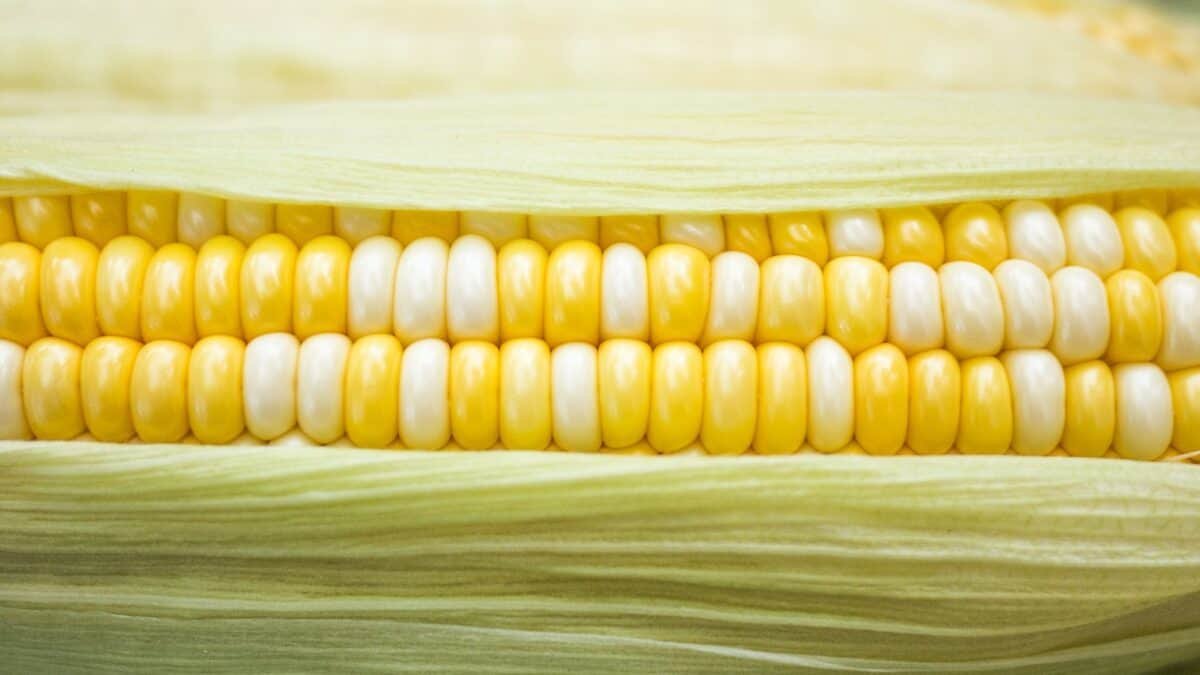 From the Fields to Your Glass: How to Make Fresh and Tasty Corn Juice at Home