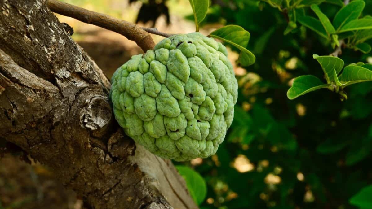 The Nutritional and Health Benefits of Custard Apple