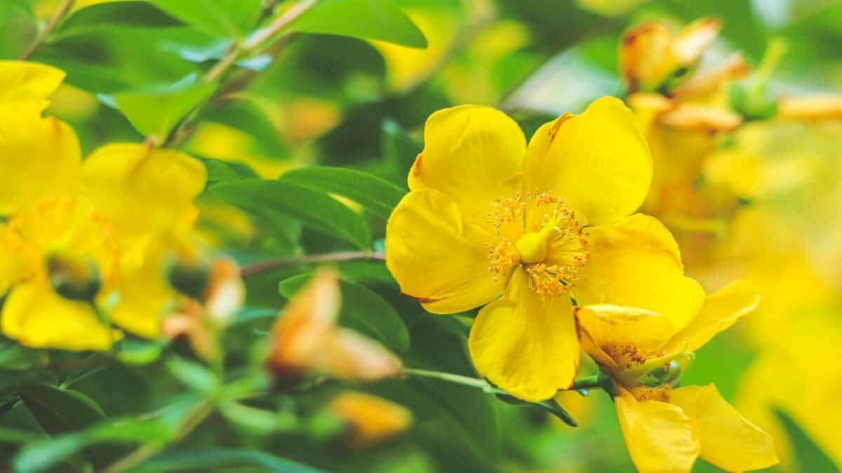 Unveiling the Surprising Benefits of St. John’s Wort Oil for Your Skin and Mind