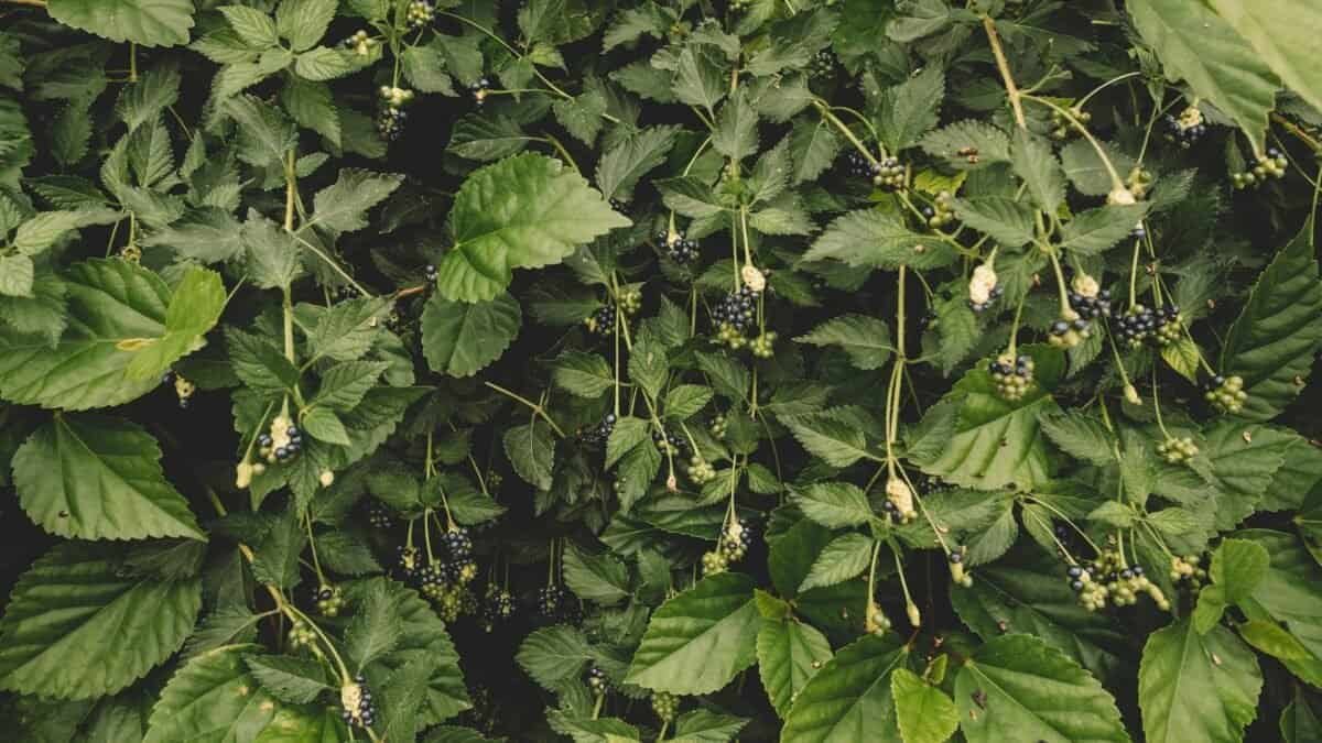 The Surprising Health Benefits of Blackberry Leaves