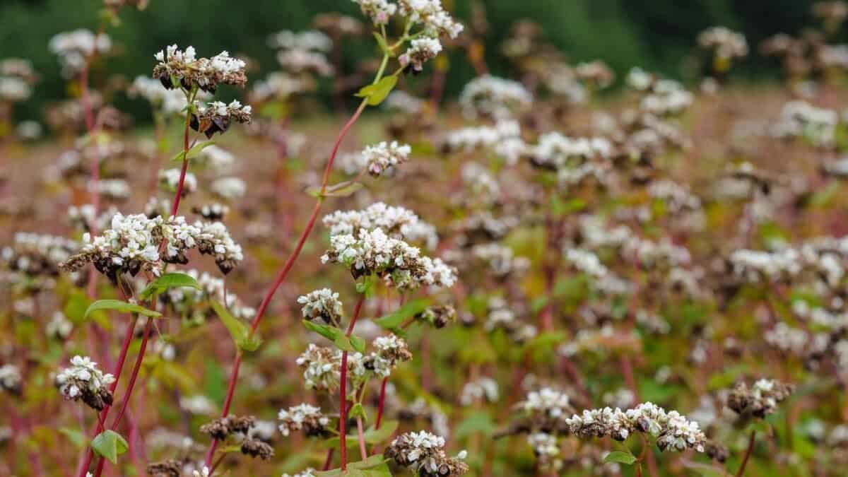 Buckwheat Gluten-Free: Fuel Your Life