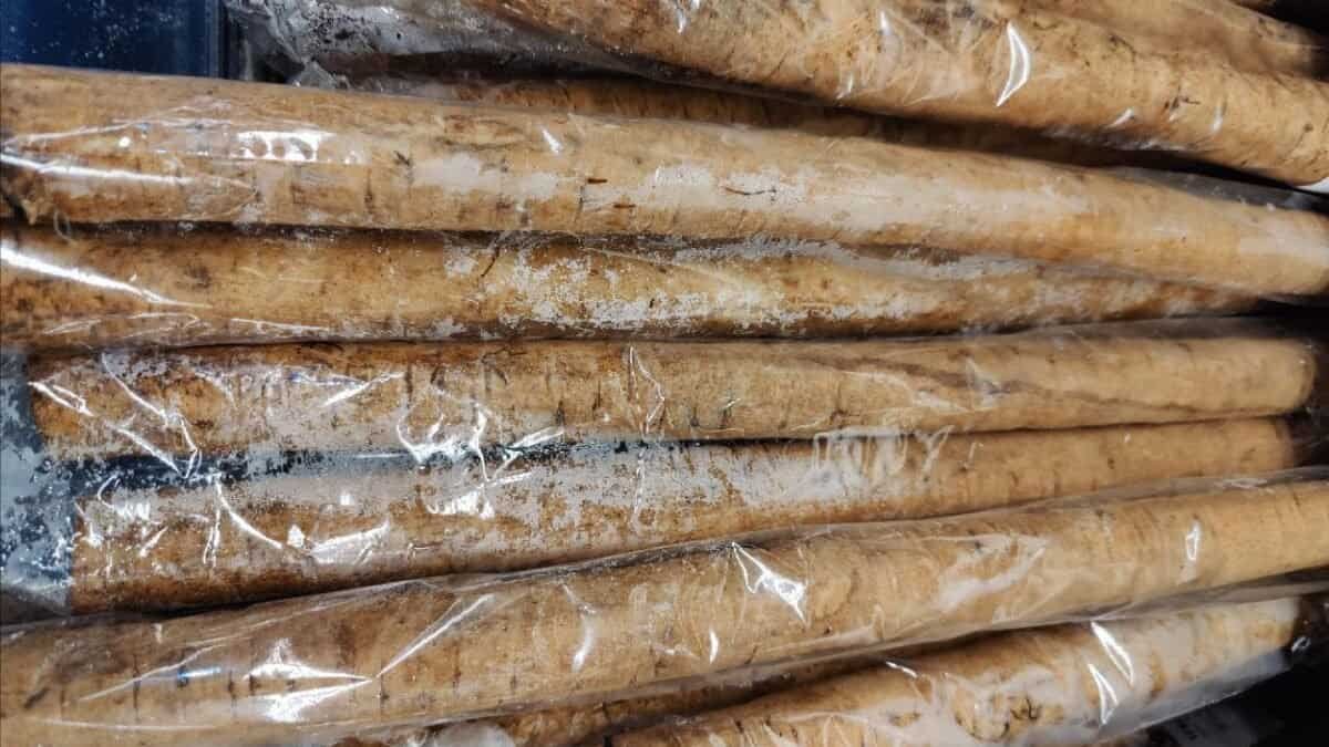Burdock Root: A Sensational Journey into Herbal Enchantment and Vitality