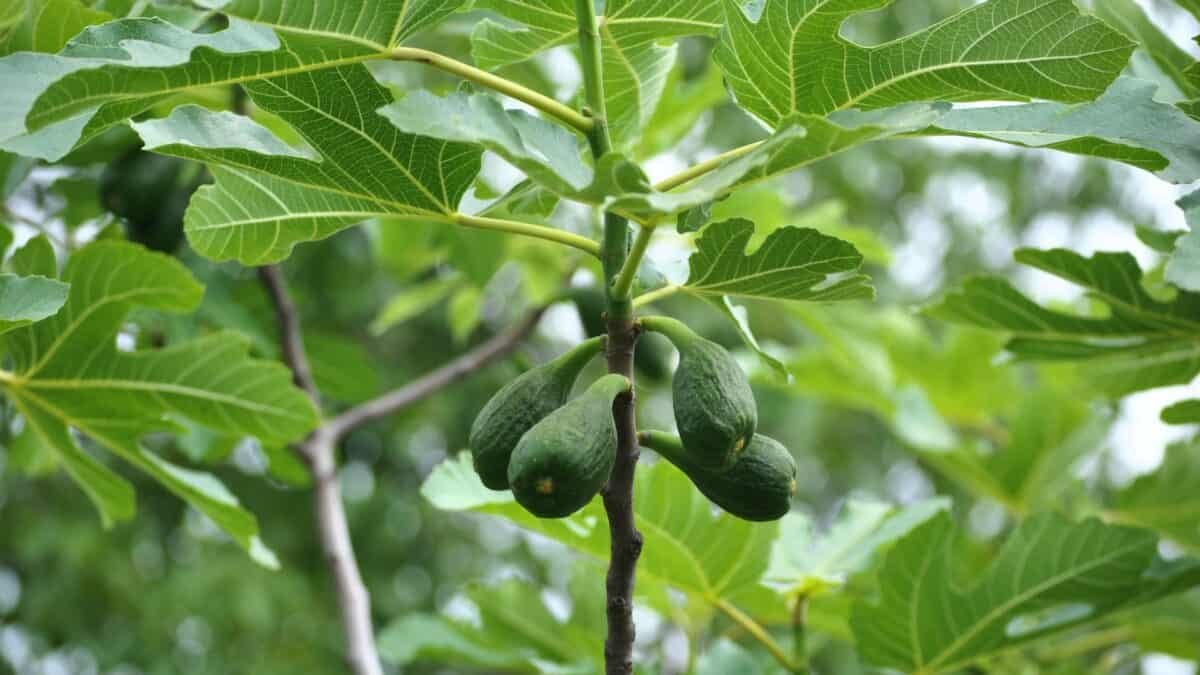 Fig Leaves Benefits: A Comprehensive Guide
