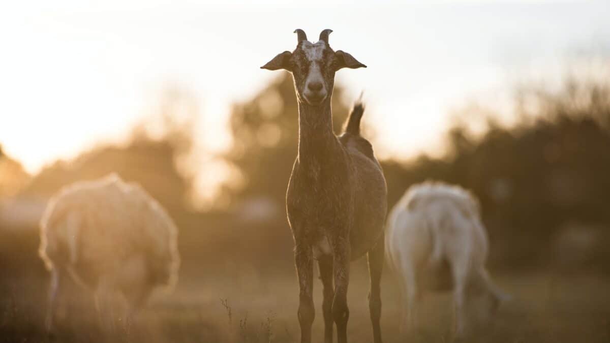 Goat Milk Benefits for Skin and Hair