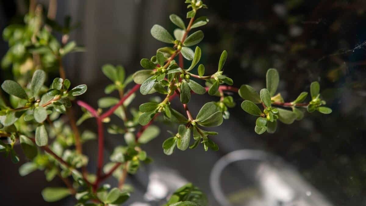 Health Benefits of Purslane Edible