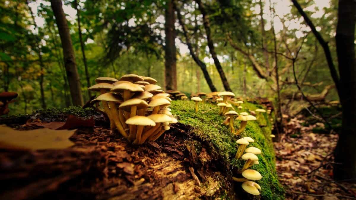 Adaptogenic Mushrooms: Power of Nature